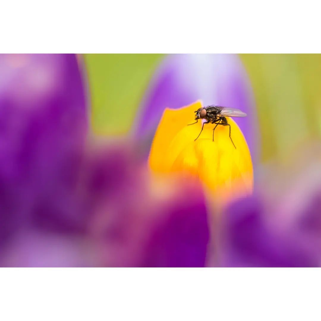 #macro #macrophotography #macro_brilliance #macro_freaks #macro_highlight #macro_photo #ig_bestmacros #top_macro #nabu #terrax #love #beautiful #photooftheday #love_macro #macro_vision #happiness #spring #macroworld #brilliance #macrophotographylove #insect #insect_macro #insect_perfection #insectsofinstagram #fliege #fly