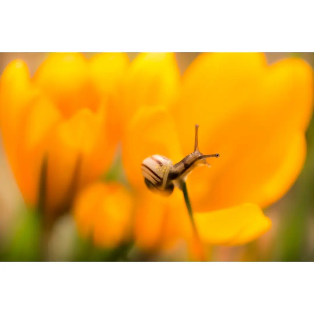 *Yesterday in our Garden* 🐌

#macro #macrophotography #macro_brilliance #macro_freaks #macro_highlight #macro_photo #ig_bestmacros #top_macro #nabu #terrax #love #beautiful #photooftheday #love_macro #macro_vision #happiness #spring #macroworld #brilliance #macrophotographylove #schnecke #snail