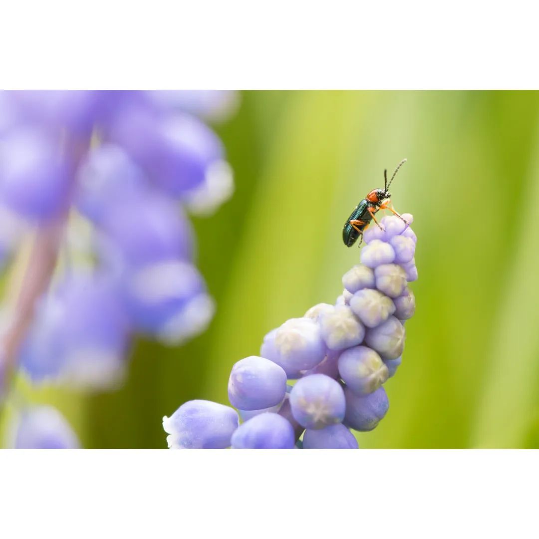 #macro #macrophotography #macro_brilliance #macro_freaks #macro_highlight #macro_photo #ig_bestmacros #top_macro #nabu #terrax #love #beautiful #photooftheday #love_macro #macro_vision #happiness #spring #macroworld #brilliance #macrophotographylove #insect #insect_macro #insect_perfection #insectsofinstagram #rothalsiges_getreidehähnchen