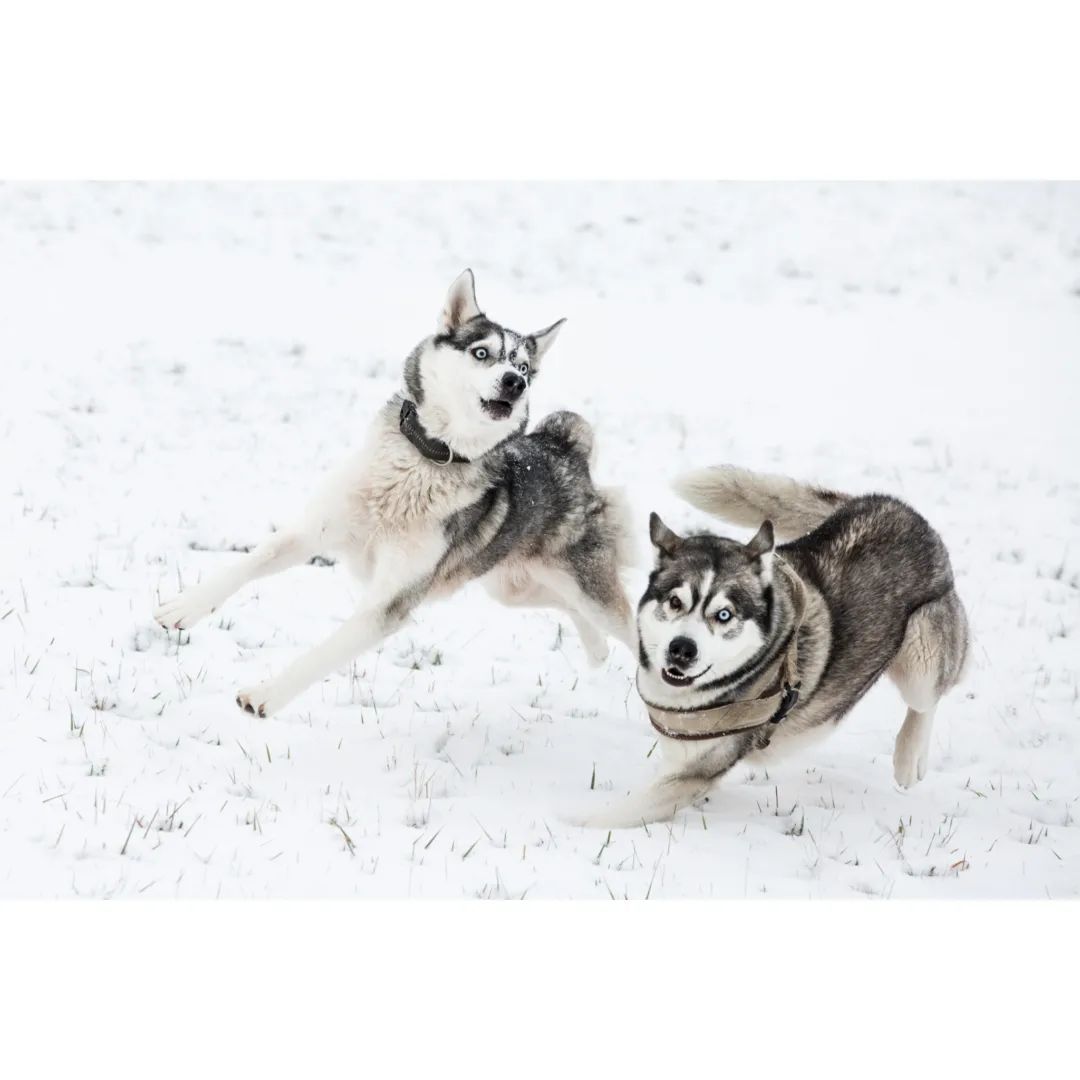 *Heidi & Luan*

#dog #dogsofinstagram #dogsofinsta #dogshooting #funny #happiness #photooftheday #beautiful #dog_shooting #world_wide_dogs_ #dogmagazine  #love #instagood #happy #husky
