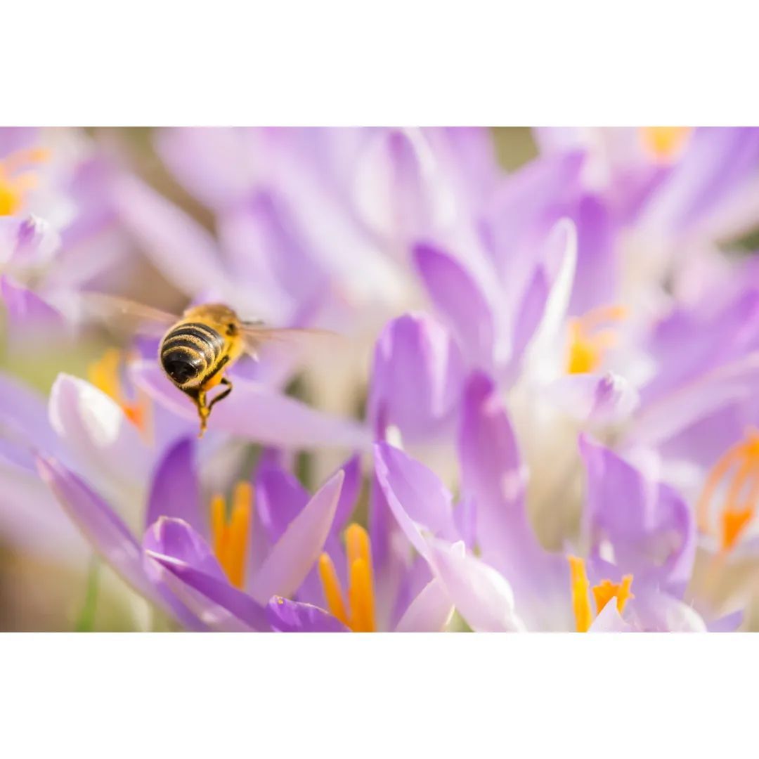 #macro #macrophotography #macro_brilliance #macro_freaks #macro_highlight #macro_photo #ig_bestmacros #top_macro #nabu #terrax #love #beautiful #photooftheday #love_macro #macro_vision #happiness #spring #macroworld #brilliance #macrophotographylove #insect #insect_macro #insect_perfection #insectsofinstagram #bee #beelover