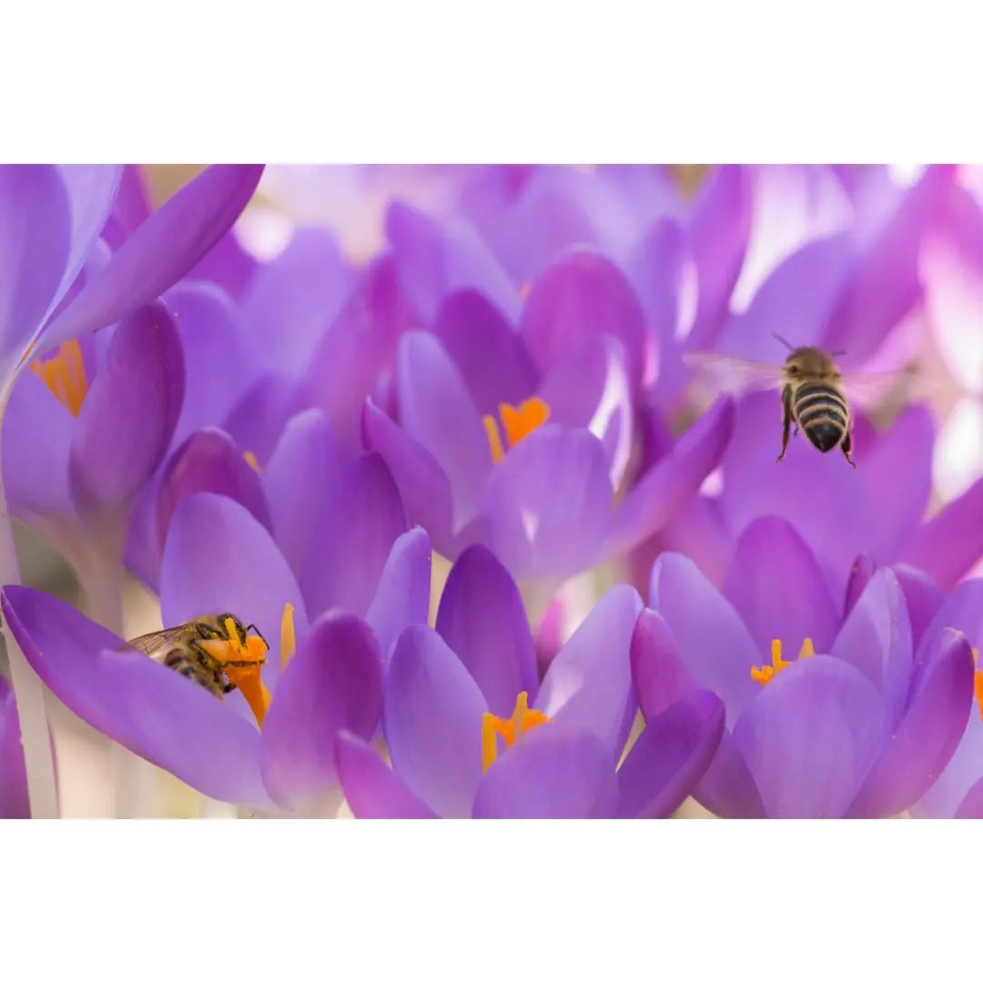 #macro #macrophotography #macro_brilliance #macro_freaks #macro_highlight #macro_photo #ig_bestmacros #top_macro #nabu #terrax #love #beautiful #photooftheday #love_macro #macro_vision #krokus #crokus #happiness #spring #insect #insect_macro #insect_perfection #insectsofinstagram #macroworld #brilliance #macrophotographylove #bee #beelover